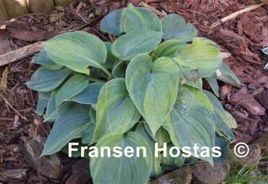 Hosta Paradise Lightning