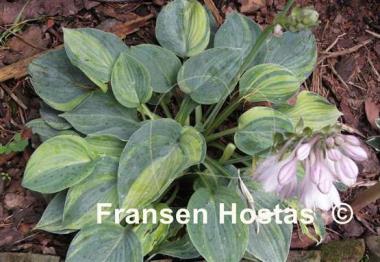 Hosta Paradise Lightning