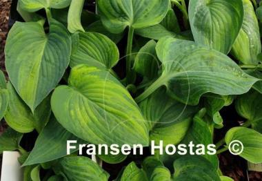 Hosta Paradise Lightning
