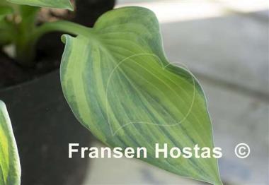 Hosta Paradise Lightning