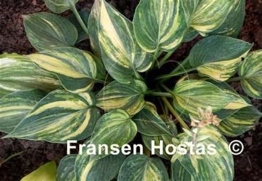 Hosta Paradise Lightning