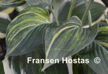 Hosta Paradise Lightning