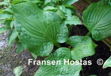 Hosta Paradise Maverick