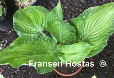 Hosta Paradise Maverick
