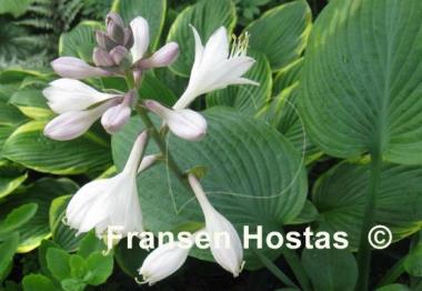 Hosta Paradise Ocean