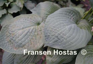 Hosta Paradise Ocean