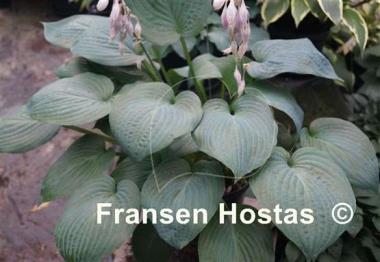 Hosta Paradise Ocean