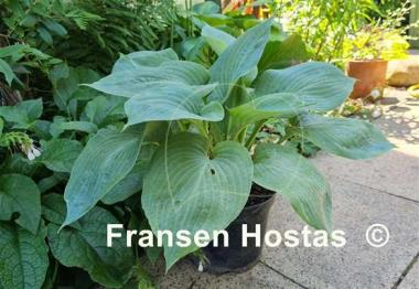 Hosta Paradise Ocean