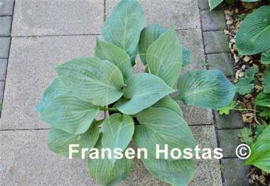 Hosta Paradise Ocean
