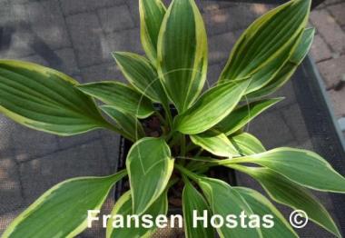 Hosta Paradise Parade