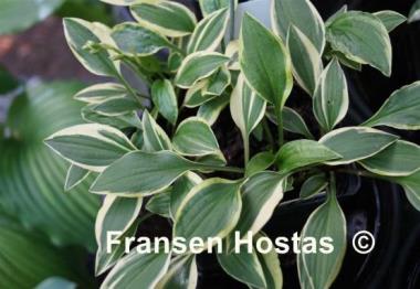 Hosta Paradise Parade
