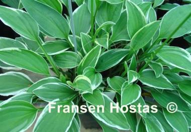 Hosta Paradise Parade