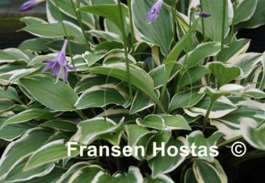 Hosta Paradise Parade