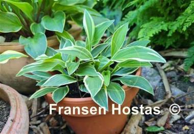 Hosta Paradise Parade