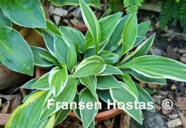 Hosta Paradise Parade