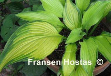 Hosta Paradise Power