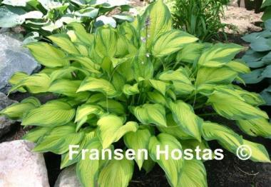 Hosta Paradise Power