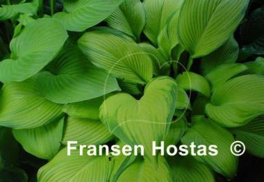 Hosta Paradise Power