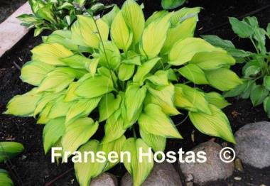 Hosta Paradise Power
