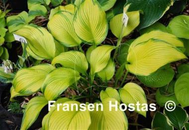Hosta Paradise Power