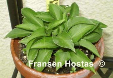 Hosta Paradise Puppet
