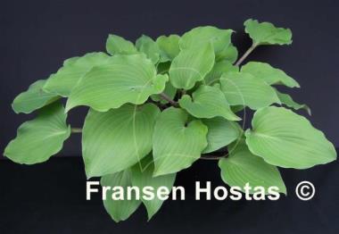 Hosta Paradise Red Delight