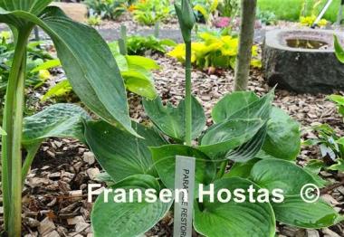 Hosta Paradise Restored