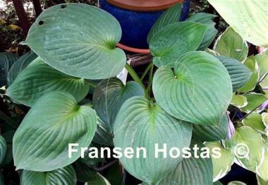 Hosta Paradise Restored