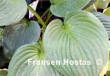 Hosta Paradise Restored