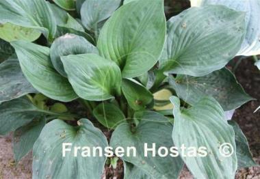 Hosta Paradise Restored