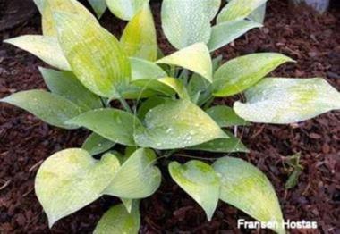 Hosta Paradise Sandstorm