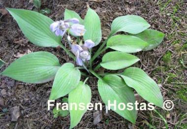 Hosta Paradise Sandstorm