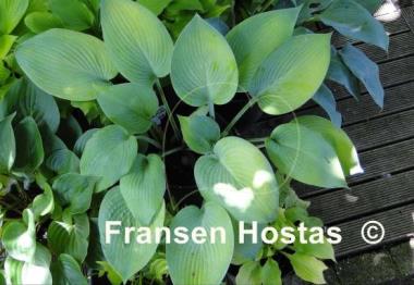 Hosta Paradise Sandstorm