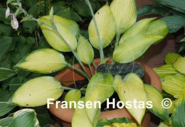 Hosta Paradise Sandstorm
