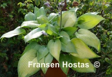 Hosta Paradise Sandstorm