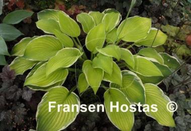 Hosta Paradise Standard