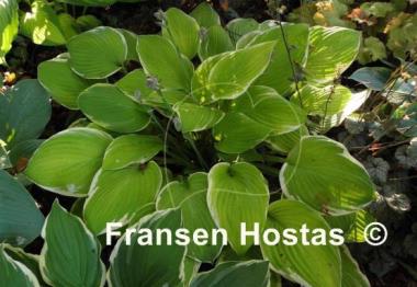 Hosta Paradise Standard