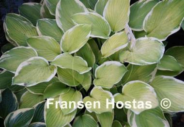 Hosta Paradise Standard