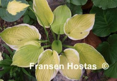 Hosta Paradise Standard