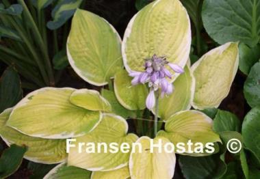 Hosta Paradise Standard