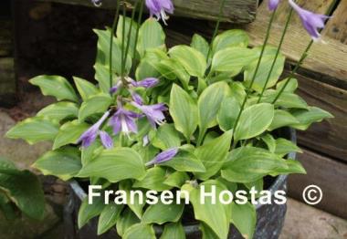 Hosta Paradise Sunset