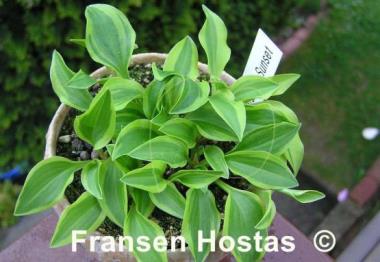 Hosta Paradise Sunset