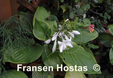 Hosta Paradise Sunshine