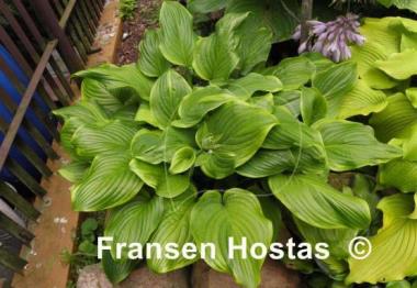 Hosta Paradise Sunshine