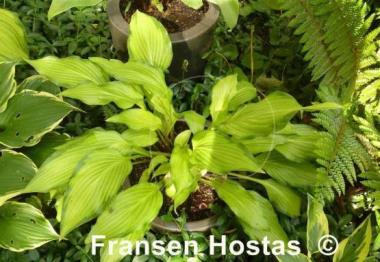 Hosta Paradise Tritone