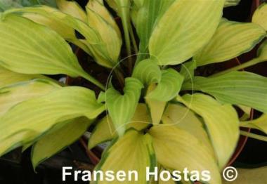 Hosta Paradise Tritone