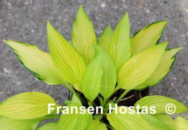 Hosta Paradise Tritone