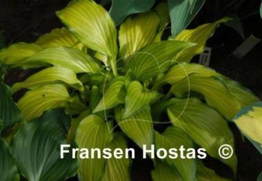 Hosta Paradise Tritone