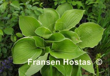 Hosta Parhelion