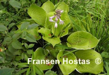 Hosta Parhelion